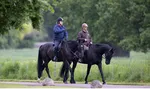 Принц Эндрю чуть не упал с лошади во время утренней прогулки в Виндзоре