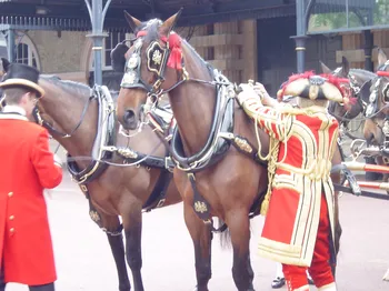 Королевские лошади снова сбежали в Лондоне, второй раз за три месяца