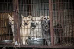 67 собак спасены от ужасной судьбы на ферме по производству собачьего мяса при помощи звезды "Колеса времени" Дэниела Хенни