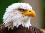 Фанаты заметили сувенир Трэвиса Келси от отдыха с Тейлор Свифт в новом эпизоде шоу "Новые Высоты"