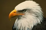 Поклонники заметили милый намек на Тейлор Свифт в телефоне Трависа Келси