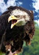 American Eagle прокомментировал скандал с рекламой джинсов с Сидни Суини