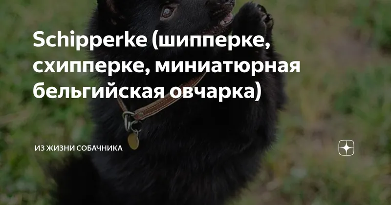 Ушла из жизни Эмили Декен: бельгийская актриса, награжденная за свои достижения, скончалась в 43 года от редкого рака
