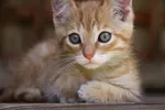 Платье-мини с цветочным принтом от Кэт Дили — настоящая находка!