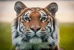 Тайгер Вудс и Ванесса Трамп могут пожениться, утверждают источники